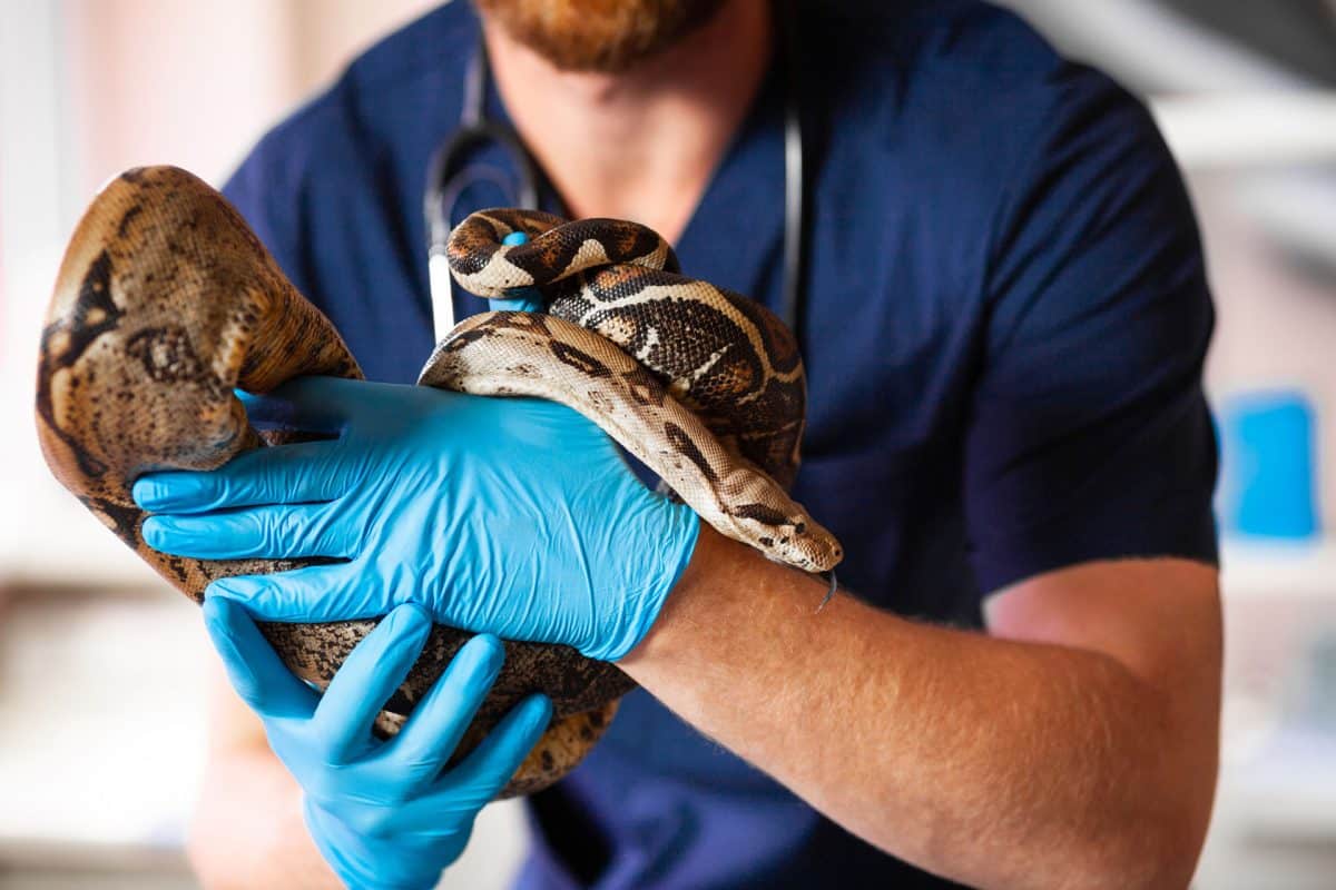 Devenez soigneur animalier dès la 3ème les étapes à suivre