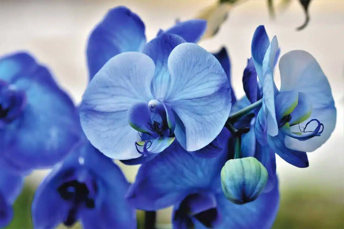 Orchidée Bleue