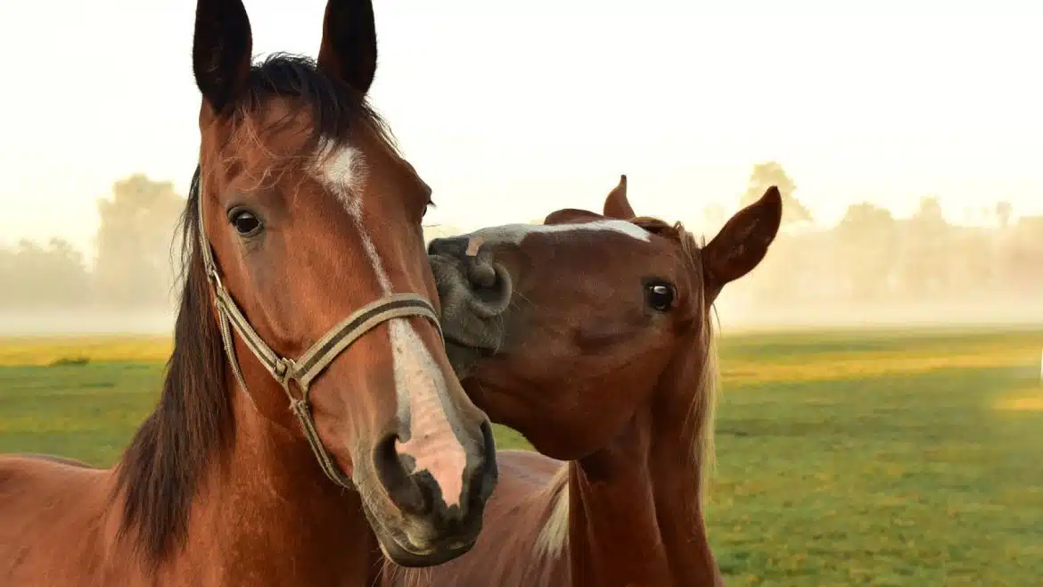 Comment bien nourrir votre cheval pour une meilleure santé ?