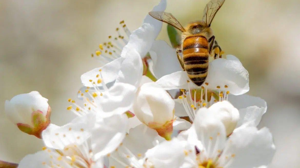 Comment croître sa production de miel ?