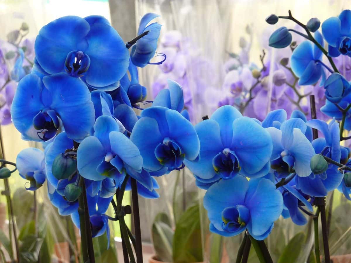 Orchidée Bleue