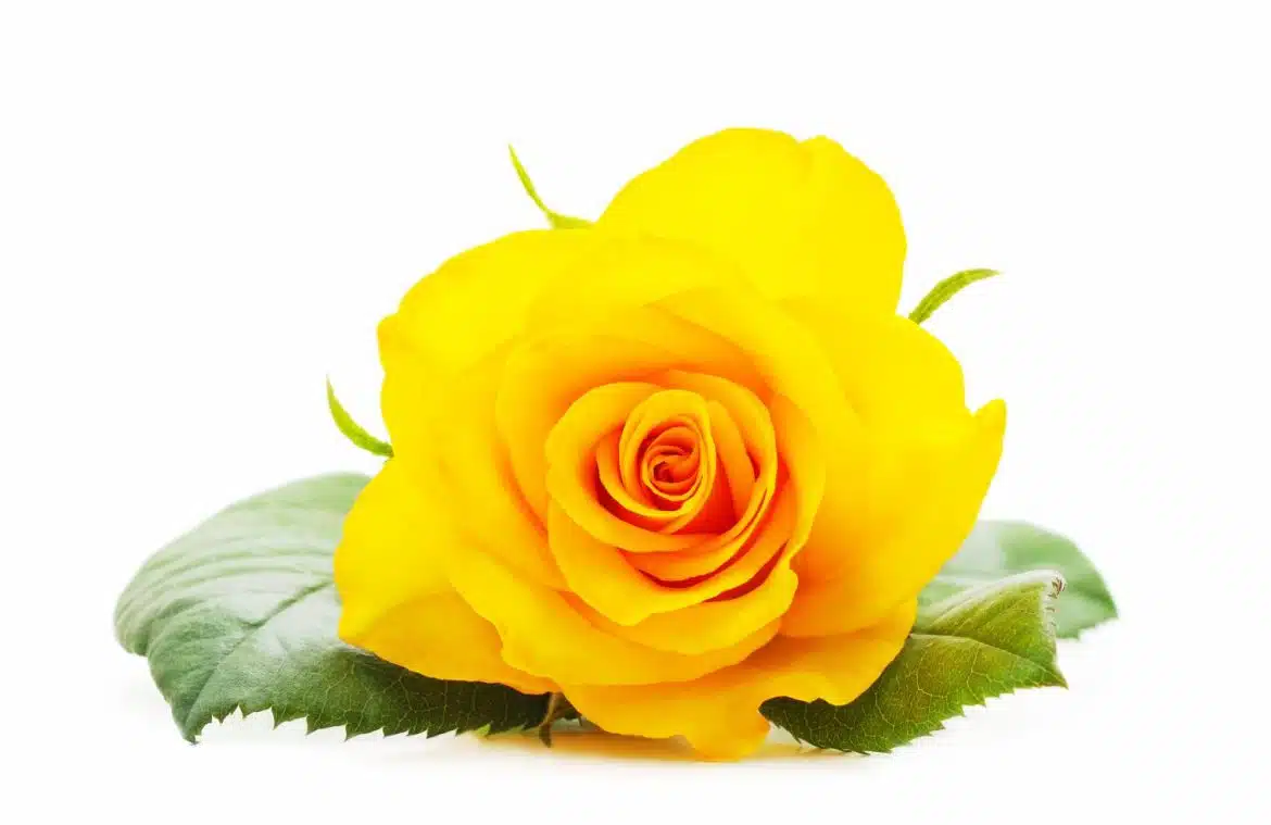 rose jaune